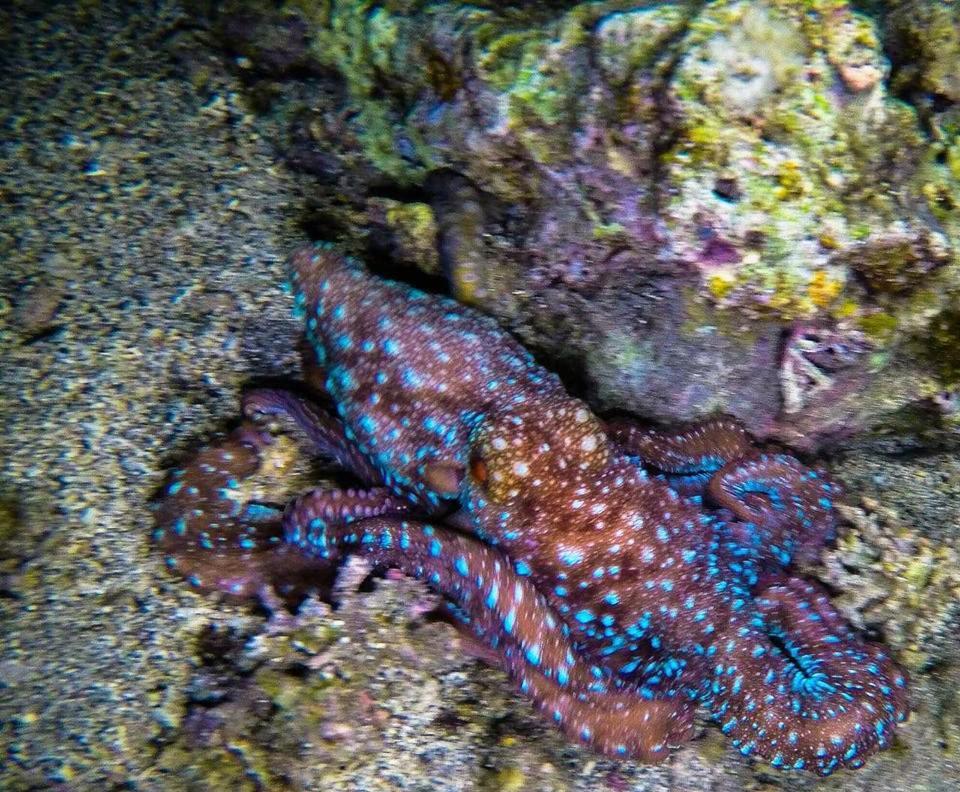 Dive And Trek Resort And Marine Sanctuary Bauan Exteriör bild